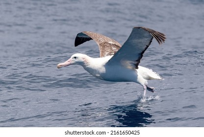 Adult Tristan Albatross Running On Water