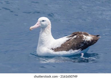 Adult Tristan Albatross Sitting On Water