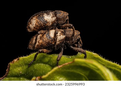 Adult True Weevil of the Genus Tyloderma - Powered by Shutterstock