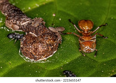 Adult Turtle Ants Of The Genus Cephalotes Eating Feces On A Leaf