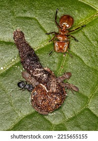 Adult Turtle Ants Of The Genus Cephalotes Eating Feces On A Leaf