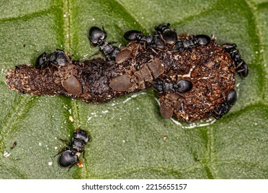 Adult Turtle Ants Of The Genus Cephalotes Eating Feces On A Leaf