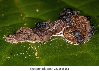 Adult Turtle Ants Of The Genus Cephalotes Eating Feces On A Leaf