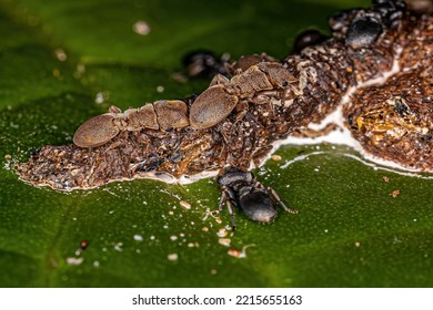 Adult Turtle Ants Of The Genus Cephalotes Eating Feces On A Leaf