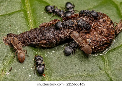 Adult Turtle Ants Of The Genus Cephalotes Eating Feces On A Leaf