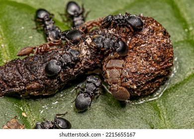 Adult Turtle Ants Of The Genus Cephalotes Eating Feces On A Leaf