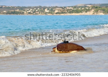 Adult turtle crawling to sea after being fitted with satellite transmitter