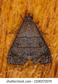 Adult Underwing Moth Of The Family Erebidae