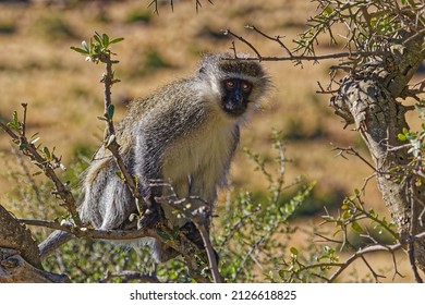 Adult Vervet monkey standing on branch in Mountain Zebra National Park, Eastern Cape