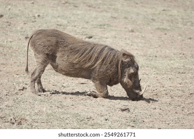 An adult warthog grazes on the dry, cracked earth of a savannah landscape, surrounded by sparse grass. The animal's long tusks and bristly fur are clearly visible. - Powered by Shutterstock