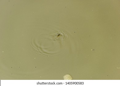 An Adult Water Strider Using Surface Tension To Stay Afloat