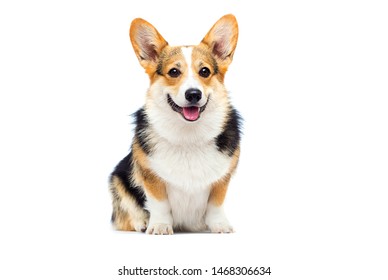 adult welsh corgi breed dog sitting full growth on a white background