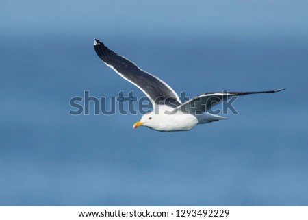 Adult Western Gull (Larus occidentalis) in flight with pacific ocean as a background in San Diego County, California.