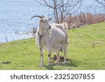 An adult white goat on the shore of a lake close up.