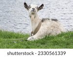An adult white goat on the shore of a lake close up.