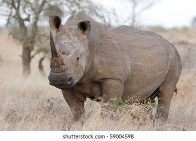 An Adult White Rhino Bull In The Kruger National Park, South Africa