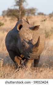 An Adult White Rhino Bull In The Kruger National Park, South Africa