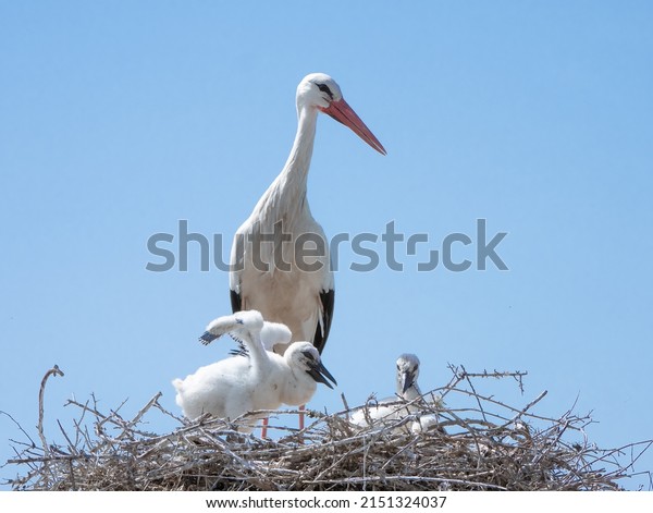 Adult white stork and a\
small hatchling (Zigoñino) flapping their wings await the arrival\
of the other parent with food on a sunny day and a blue sky in the\
background