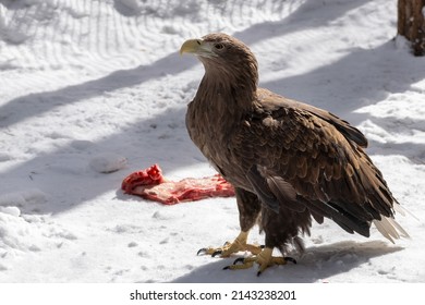 Adult White tailed eagle. Scientific name: Haliaeetus albicilla, also known as the ern, erne, gray eagle, Eurasian sea eagle and white-tailed sea-eagle.