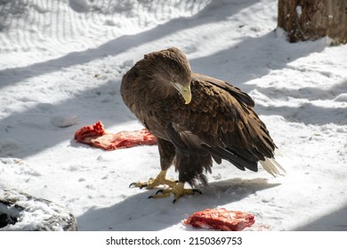 Adult White tailed eagle. Scientific name: Haliaeetus albicilla, also known as the ern, erne, gray eagle, Eurasian sea eagle and white-tailed sea-eagle.	
