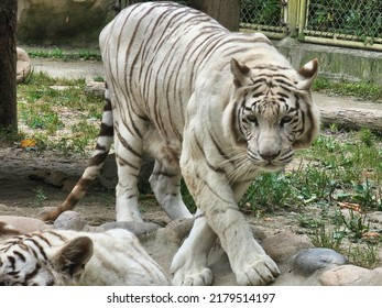 Adult White Tiger Walking Photo