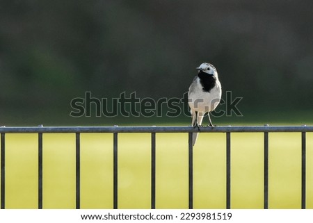 Adult white wagtail (Motacilla alba) standing on a metal fence of a sports field during a sunny summer day in Finland