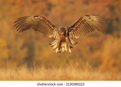 Adult white-tailed eagle,  Haliaeetus albicilla, the ern, erne, gray eagle, Eurasian sea eagle and white-tailed sea-eagle