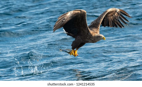 Attack Eagle Stock Photos Images Photography Shutterstock