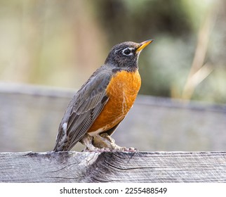 Adult wild American robin - Turdus migratorius - on fence post showing signs of severe feet and leg issues, possibly Epizootic podoknemidokoptiasis aka scaly leg disease caused by a mite infestation