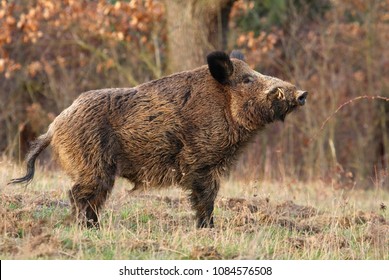 Adult Wild Boar Sus Scrofa