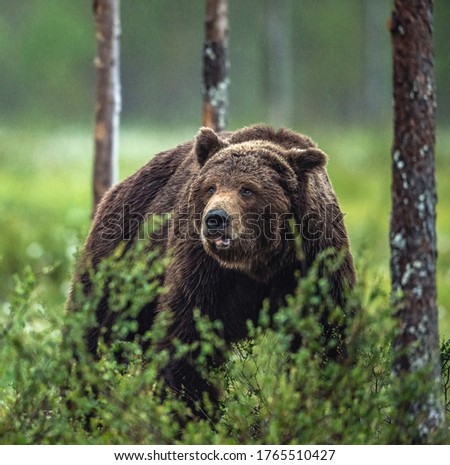 Similar – Brown Bear