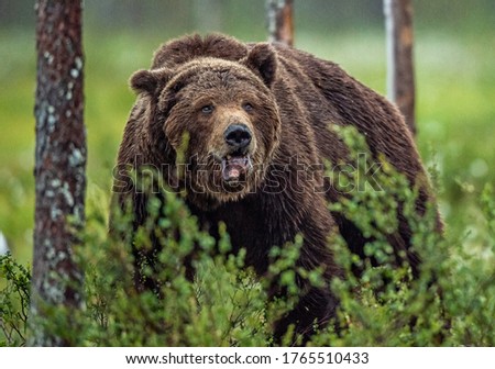 Brown Bear Adventure