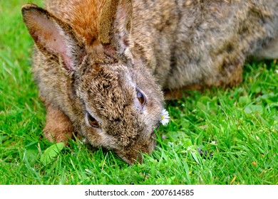 Adult Wild Rabbit Feeding From Grass And Scattered Bird Seed In Urban Garden.