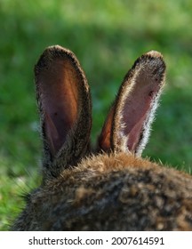 Adult Wild Rabbit Feeding From Grass And Scattered Bird Seed In Urban Garden.