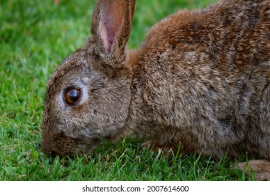 Adult Wild Rabbit Feeding From Grass And Scattered Bird Seed In Urban Garden.