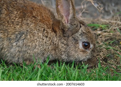 Adult Wild Rabbit Feeding From Grass And Scattered Bird Seed In Urban Garden.