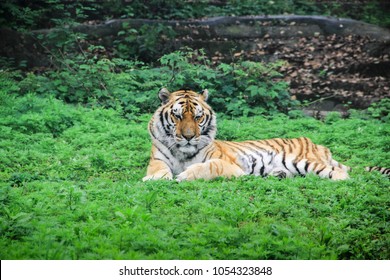 An Adult Wild South China Tiger Resting On The Grass Outdoors