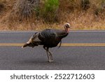 An Adult Wild Turkey (Meleagris gallopavo) walking on the road in Zion National Park, Utah. 