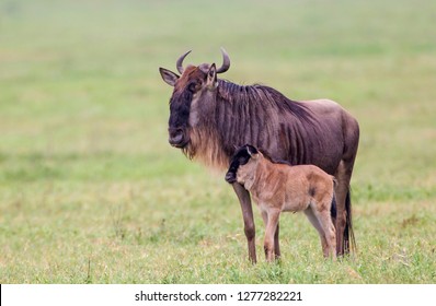 Adult wildebeest stands beside a recently born calf leaning against it, both facing sideways to the viewer, calf below the adult, Ngorongoro Conservation Area, Tanzania