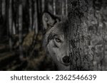 Adult wolf peeps out from behind a tree trunk in a dark forest. Half of the face is visible, the formidable gaze of the leader of the pack, blurred background, selective focus