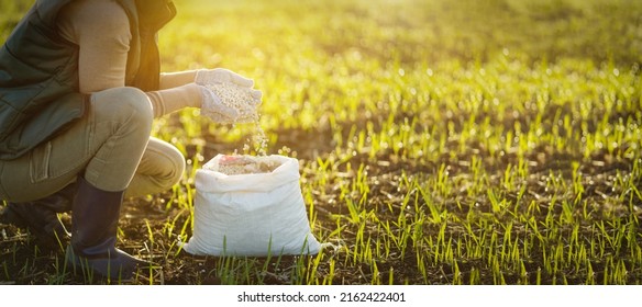Adult woman applying fertilizer plant food to soil. Fertilizer and agriculture industry, development, economy and Investment growth concept. - Shutterstock ID 2162422401