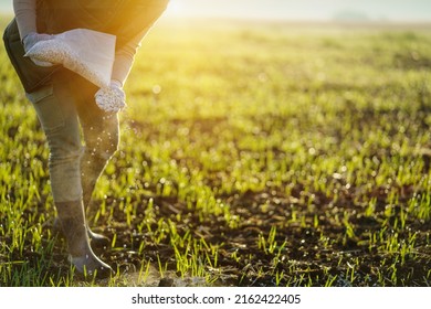 Adult woman applying fertilizer plant food to soil. Fertilizer and agriculture industry, development, economy and Investment growth concept. - Shutterstock ID 2162422405