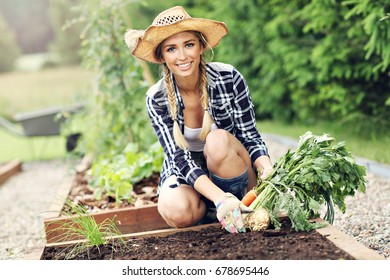 Adult Woman Picking Vegetables From Garden