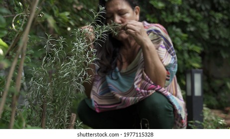 Adult Woman Smelling Herbs Of Her Garden Orchard