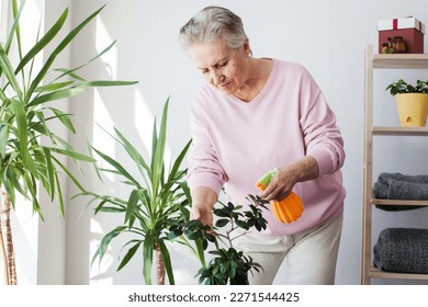 Adult Woman takes care of the home flowers and is using spray of water. Smiling old female hand spray on leave plants in the morning at home using spray bottle watering houseplants - Powered by Shutterstock