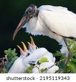 Adult wood stork above two, hungry chicks in native rookery nest at Wakodahatchee Wetlands, a reconstructed wastewater utility property in Florida. 