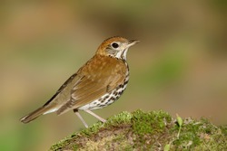 Adult Wood Thrush (Hylocichla Mustelina) During Spring Migration At Galveston County, Texas, USA. 