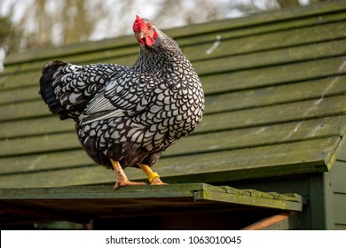 Wyandotte Chicken High Res Stock Images Shutterstock