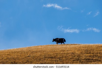 Adult Yak Running On Mountain.