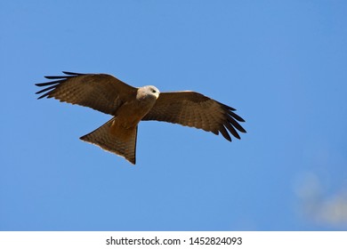 Adult Yellow-billed Kite (Milvus Aegyptius) In Flight In South Africa, Seen From Below. Flying Against A Blue Sky As A Background.